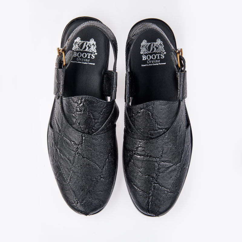 Lizards TBO 28